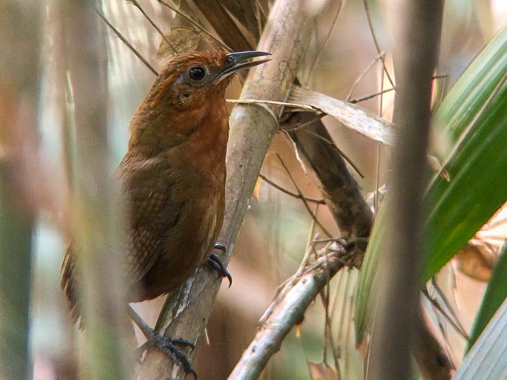 Musician Wren (Ferruginous) - ML642072496