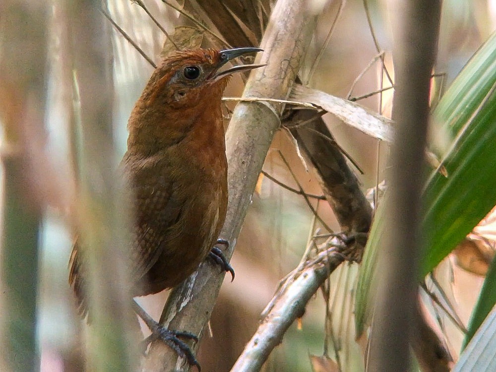 Musician Wren (Ferruginous) - ML642072497