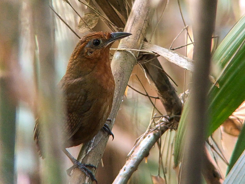 Musician Wren (Ferruginous) - ML642072499