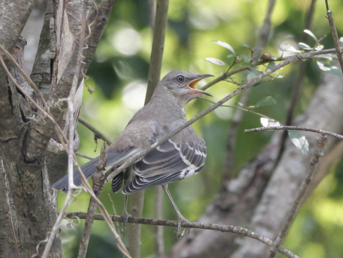 Northern Mockingbird - ML642072508