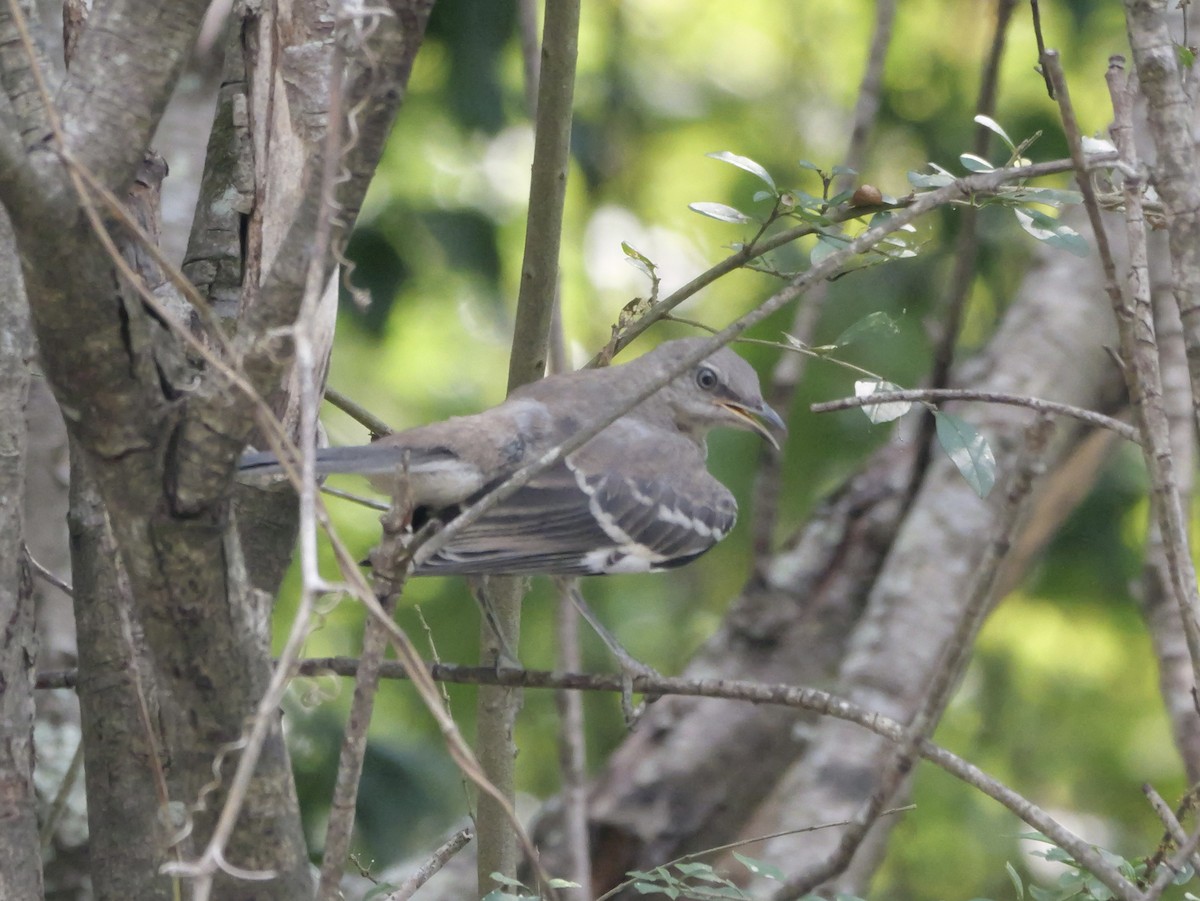 Northern Mockingbird - ML642072509