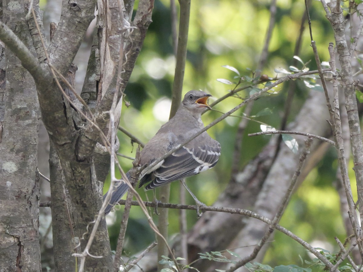 Northern Mockingbird - ML642072510