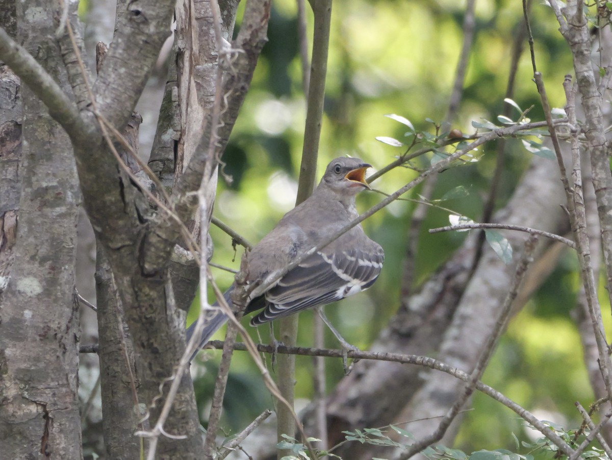 Northern Mockingbird - ML642072513