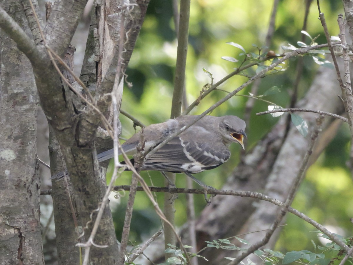 Northern Mockingbird - ML642072514