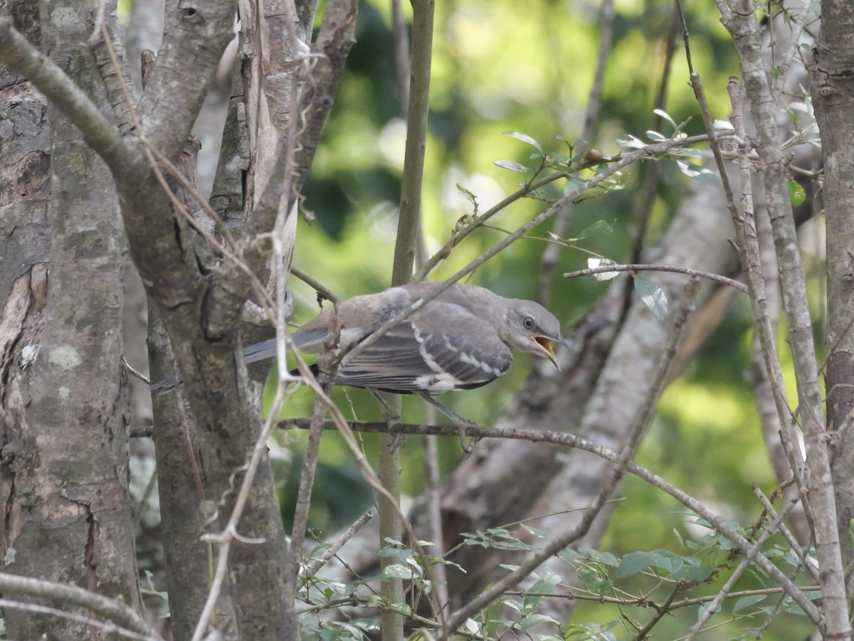 Northern Mockingbird - ML642072515