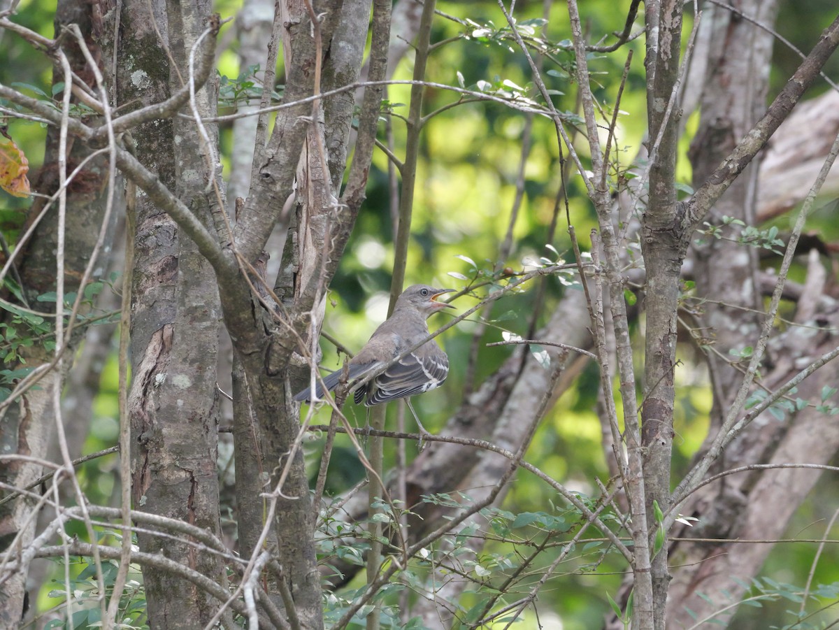 Northern Mockingbird - ML642072517
