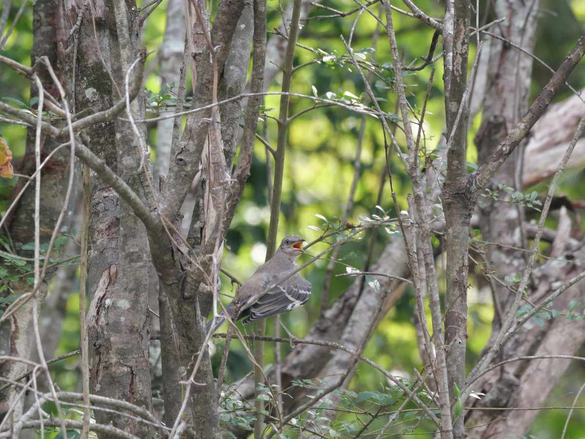 Northern Mockingbird - ML642072518