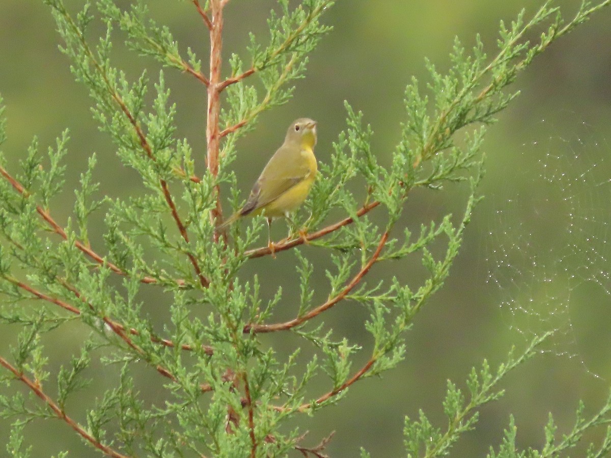 Nashville Warbler - ML642072524