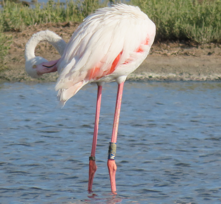 Flamant rose - ML642072552