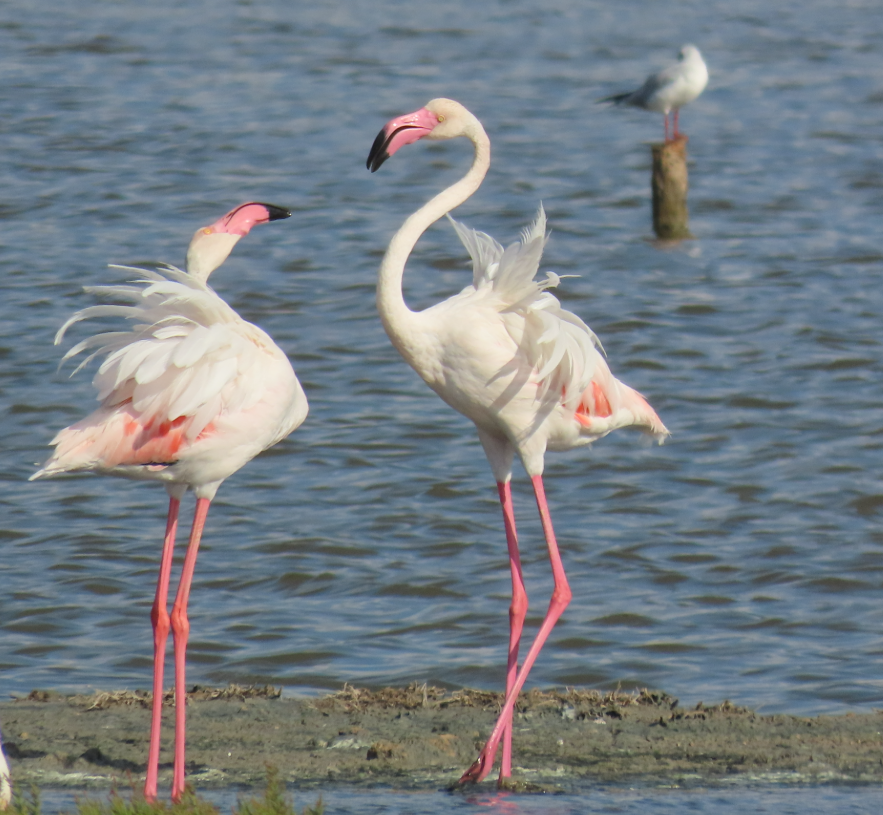 Flamant rose - ML642072561
