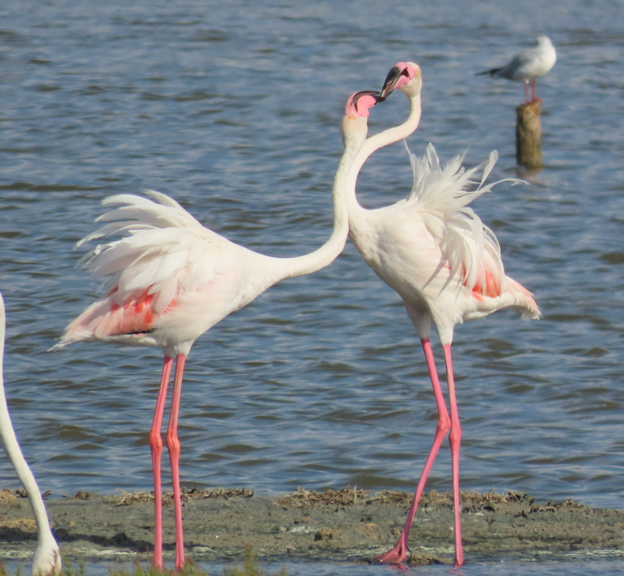 Flamant rose - ML642072562