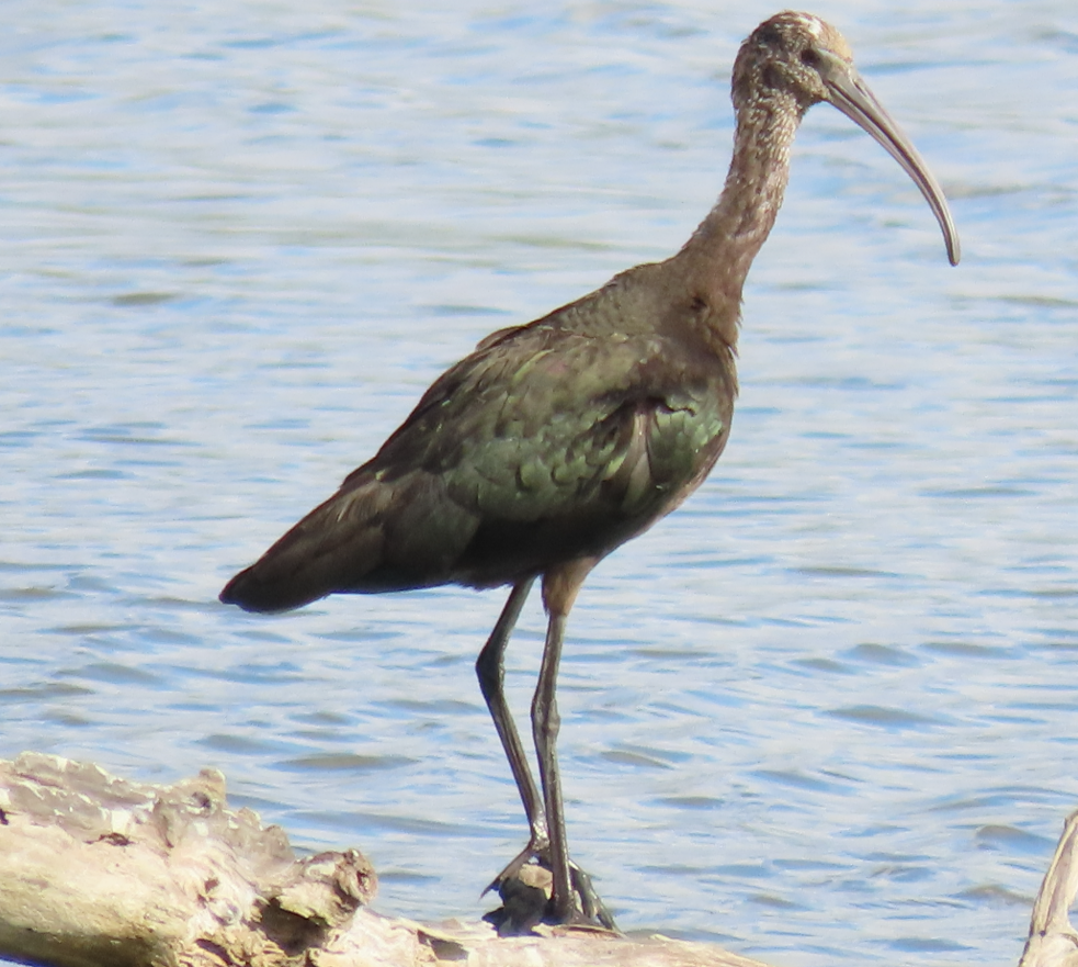Ibis falcinelle - ML642072582