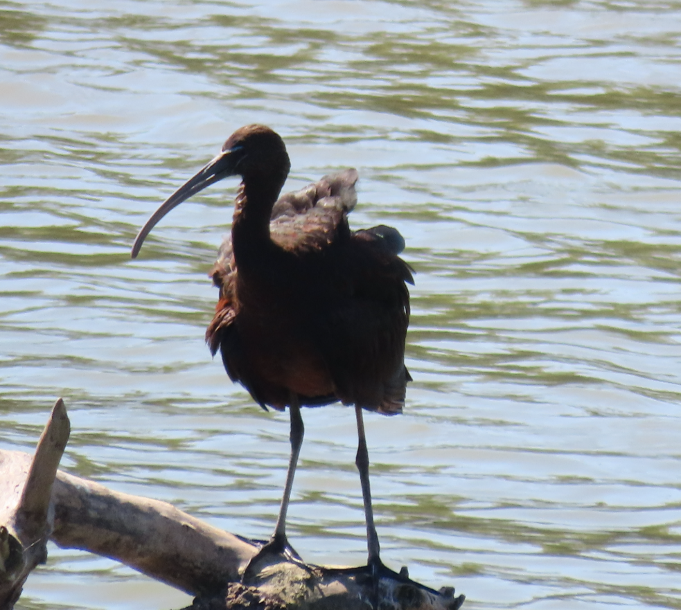 Ibis falcinelle - ML642072589