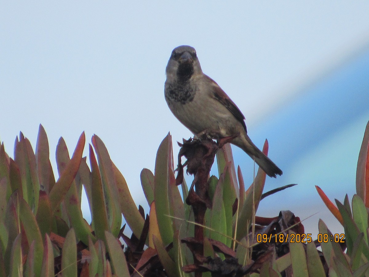House Sparrow - ML642072605