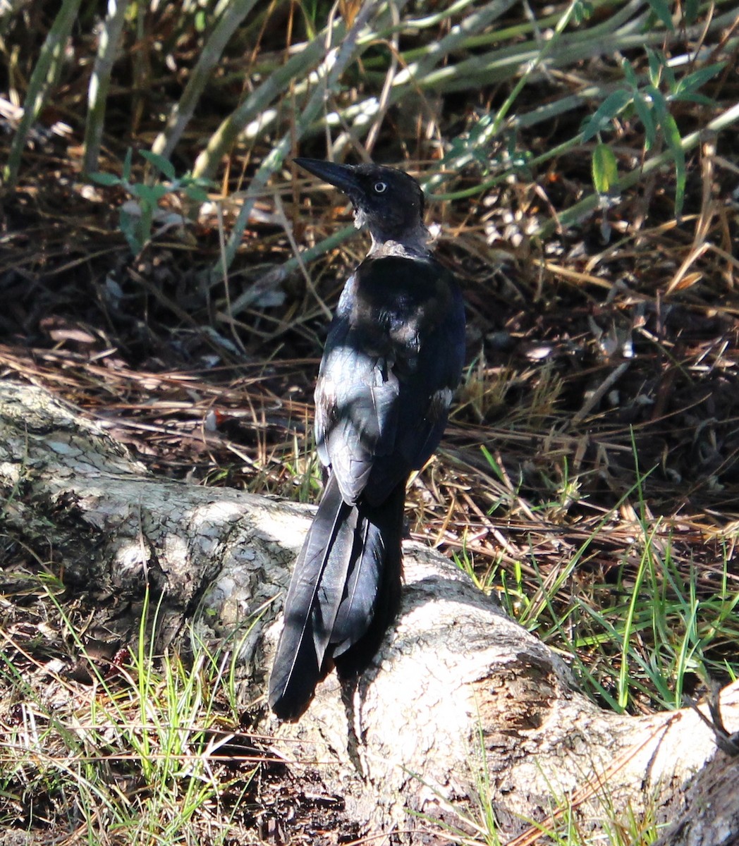 Great-tailed Grackle - ML642072607