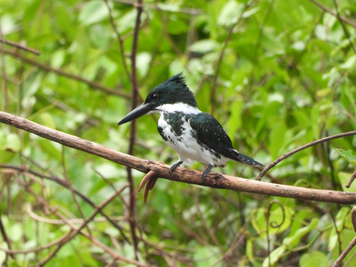 Martin-pêcheur d'Amazonie - ML642072616