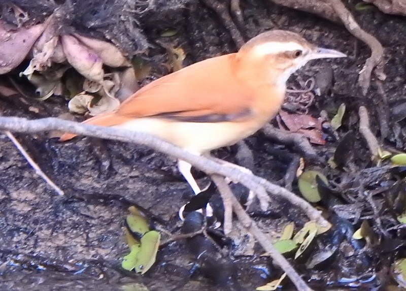 Pale-legged Hornero - ML642072617