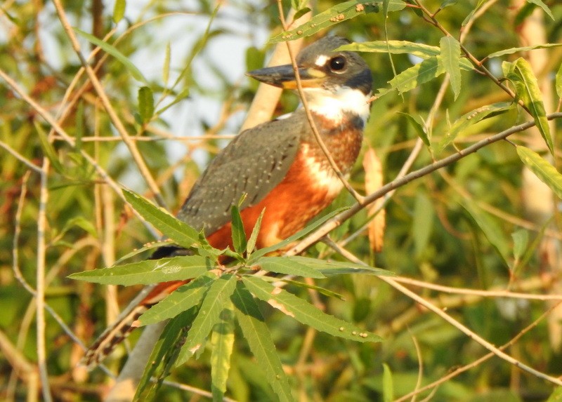 Martin-pêcheur à ventre roux - ML642072625