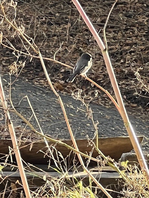 Black Phoebe - ML642072626