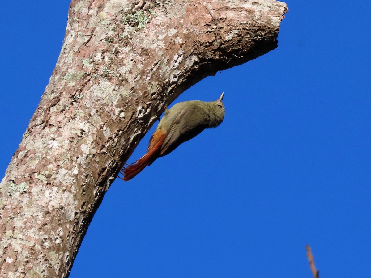 Olivaceous Woodcreeper - ML642072630