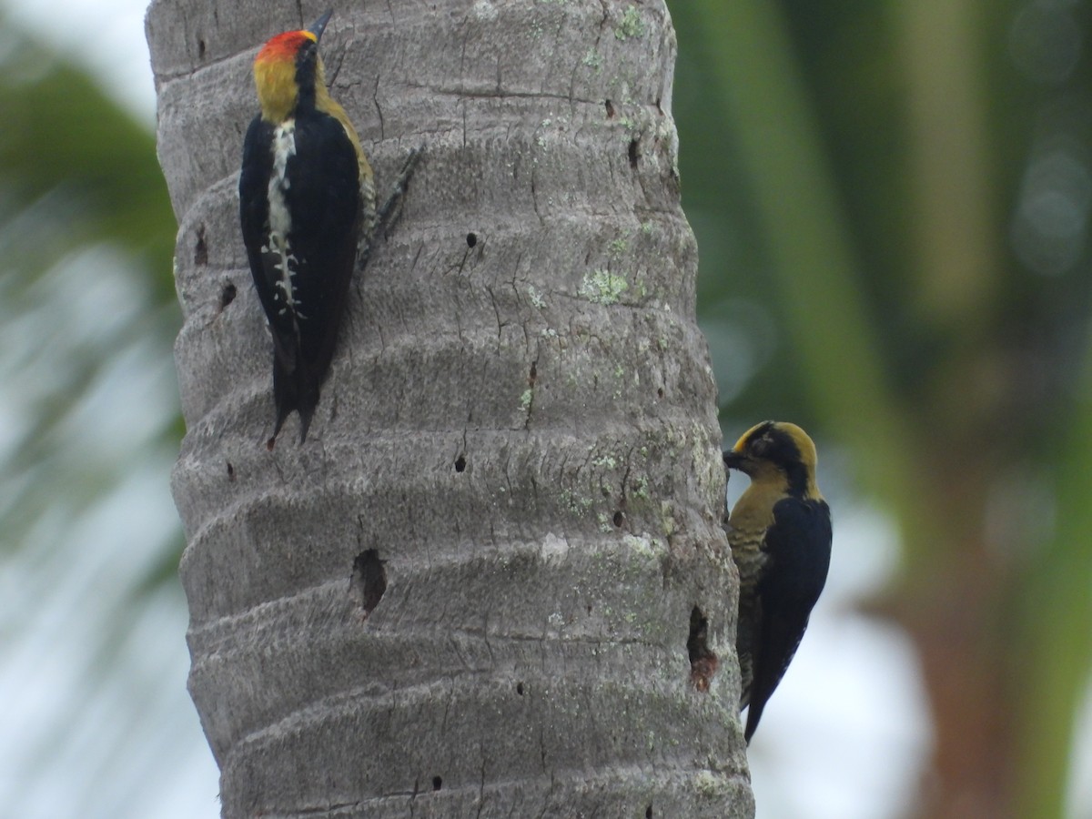 Golden-naped Woodpecker - ML642072631