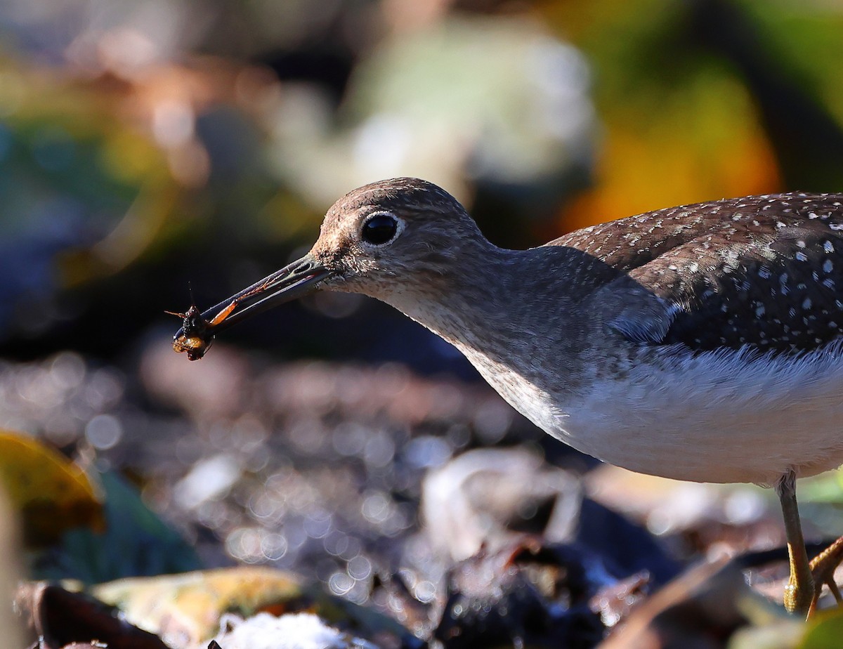 Solitary Sandpiper - ML642072642