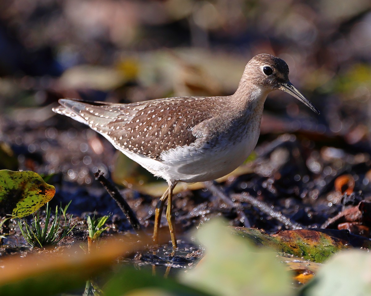 Solitary Sandpiper - ML642072643