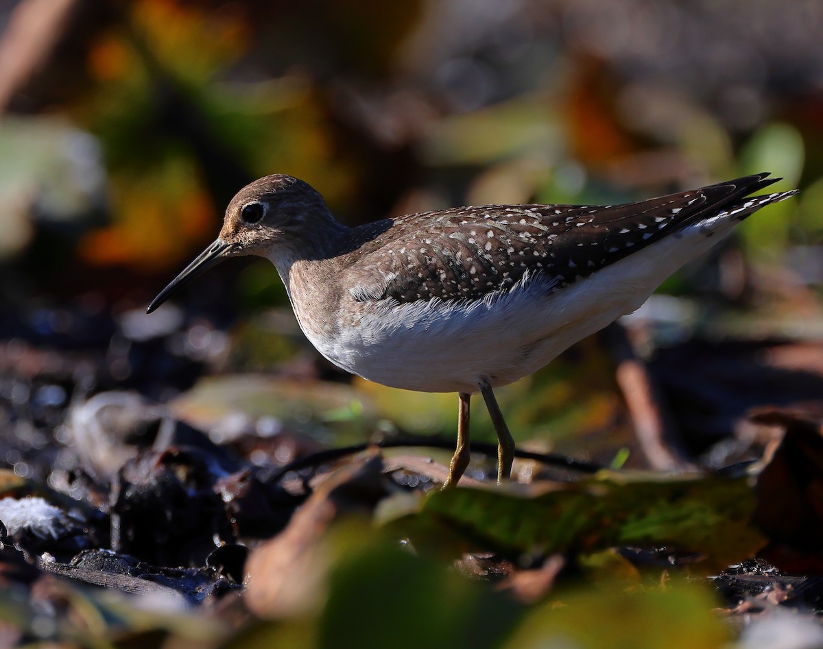 Solitary Sandpiper - ML642072644
