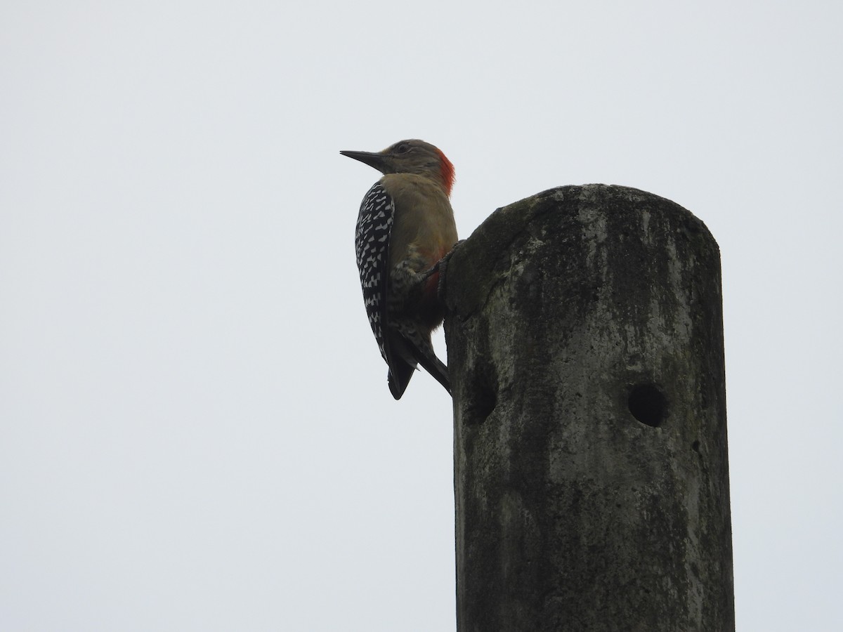 Hoffmann's Woodpecker - ML642072645