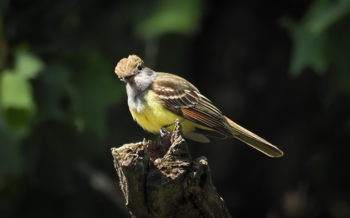 Great Crested Flycatcher - ML642072646