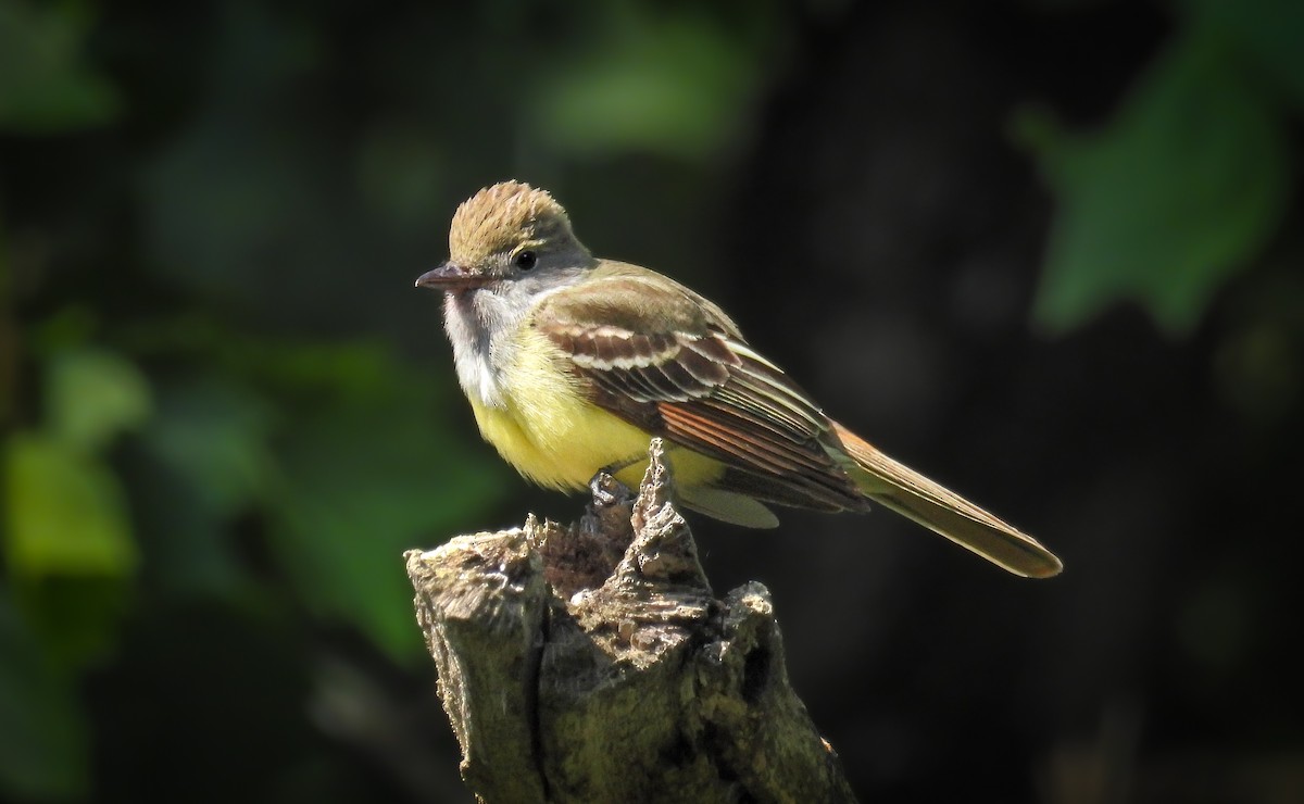 Great Crested Flycatcher - ML642072647