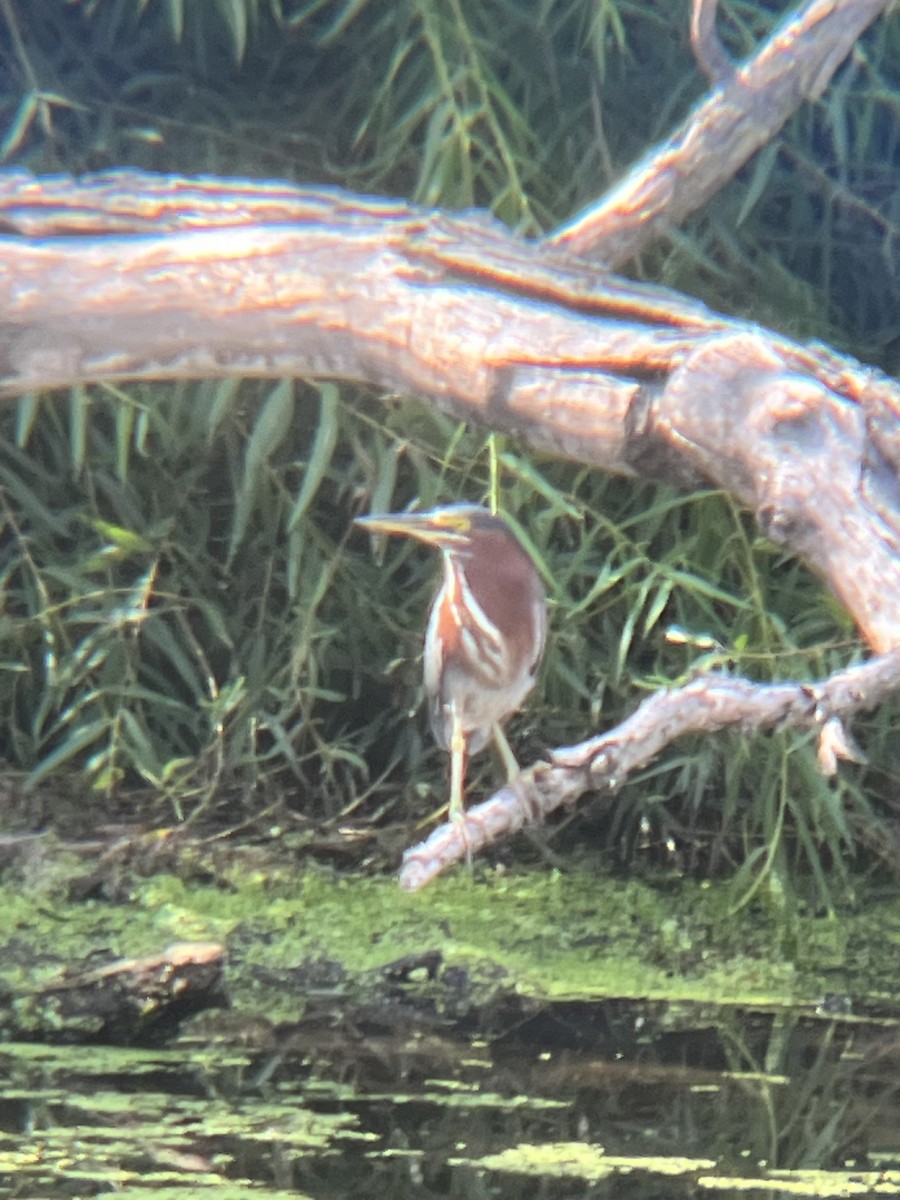 Green Heron - ML642072649