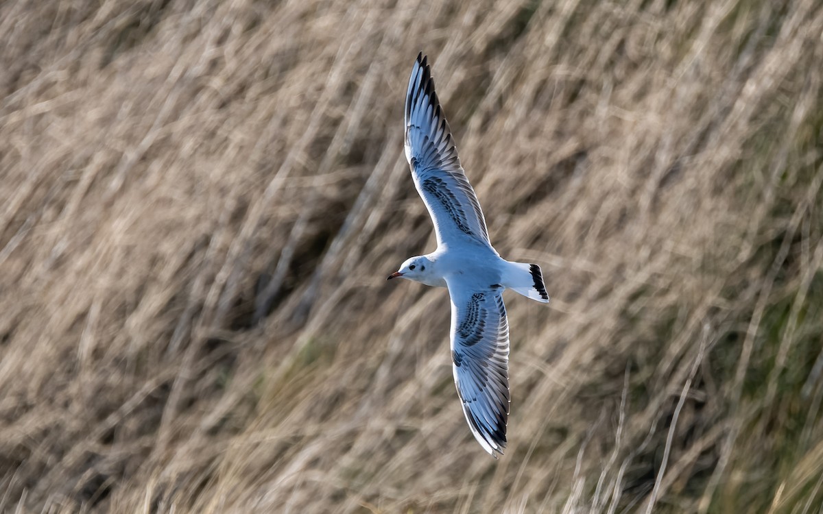 Black-headed Gull - ML642072650