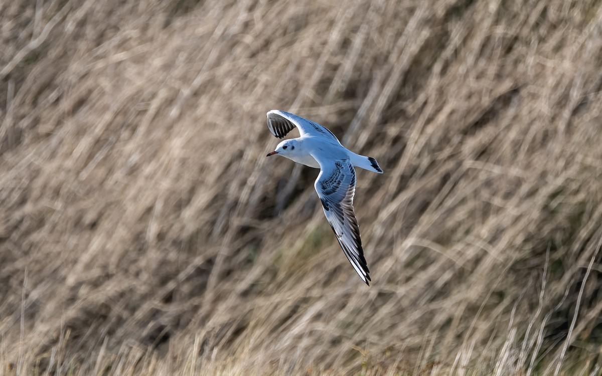 Black-headed Gull - ML642072651