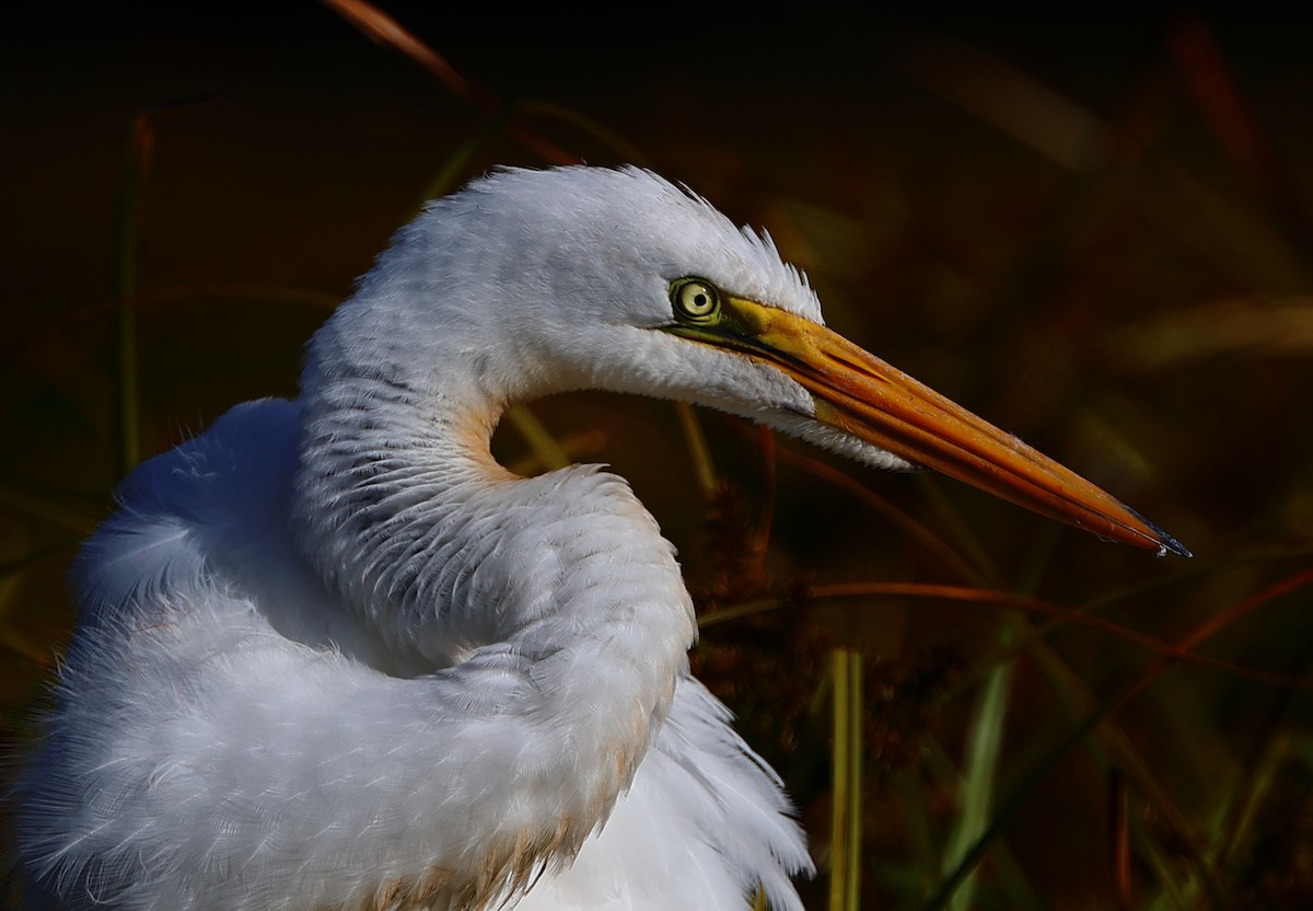 Great Egret - ML642072655