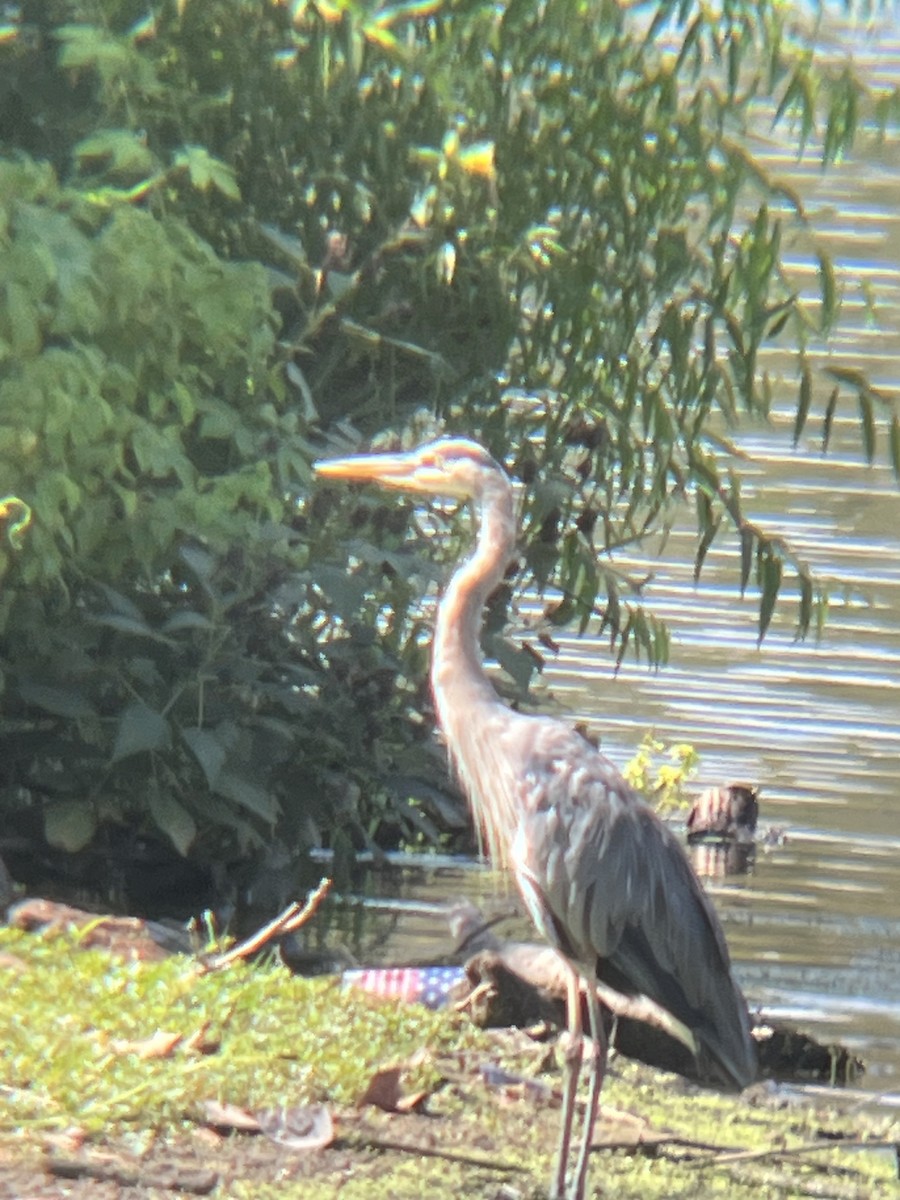 Great Blue Heron - ML642072656
