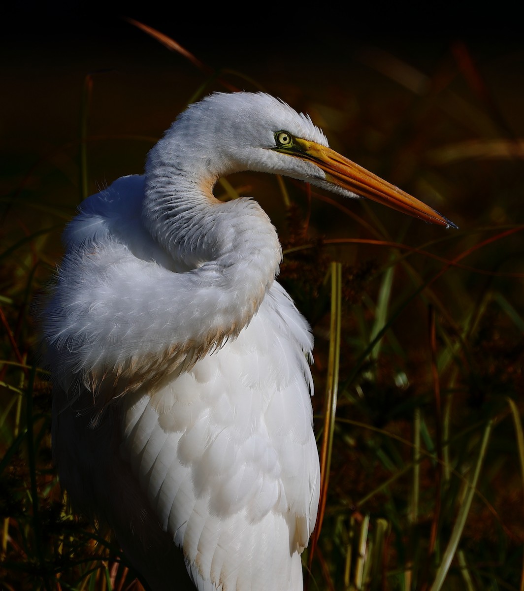 Great Egret - ML642072657