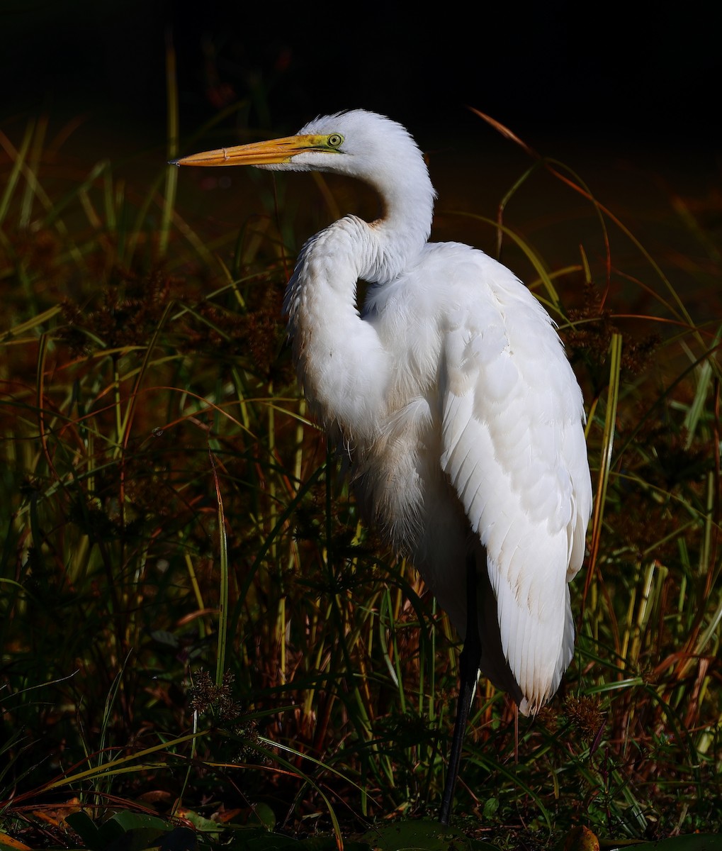Great Egret - ML642072658