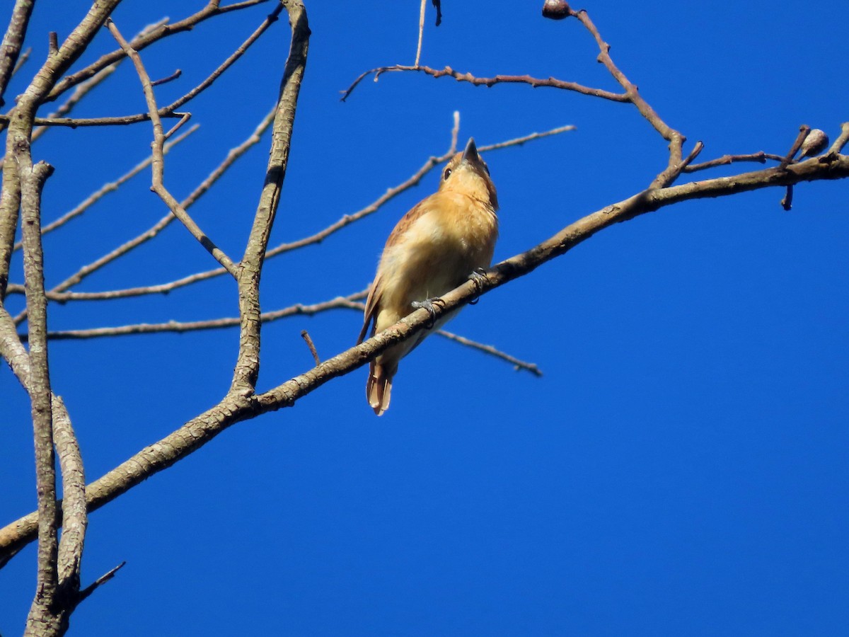 Chestnut-crowned Becard - ML642072659