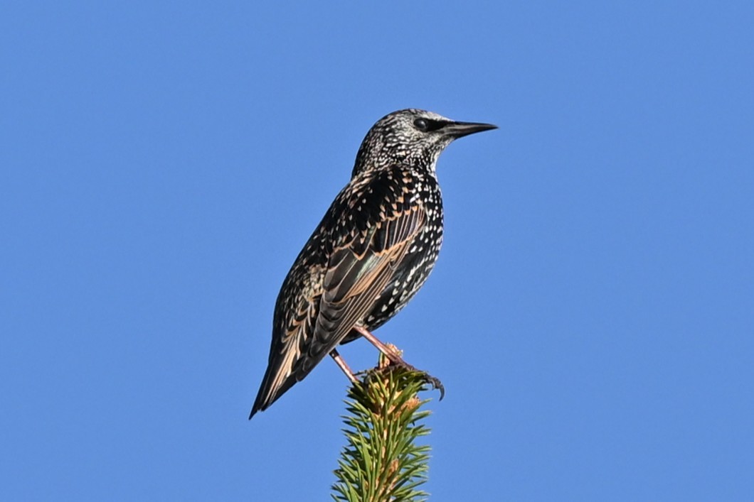 European Starling - ML642072660