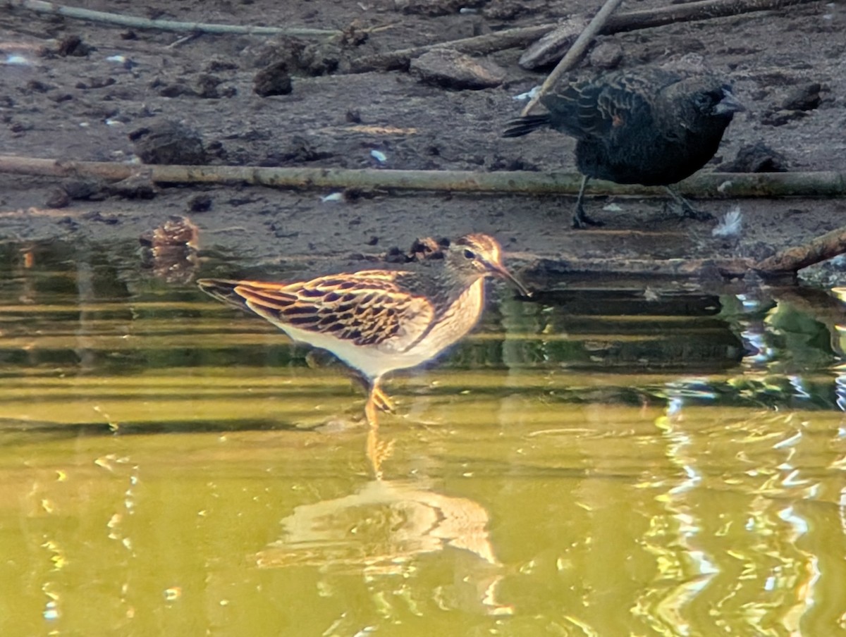 Pectoral Sandpiper - ML642072661
