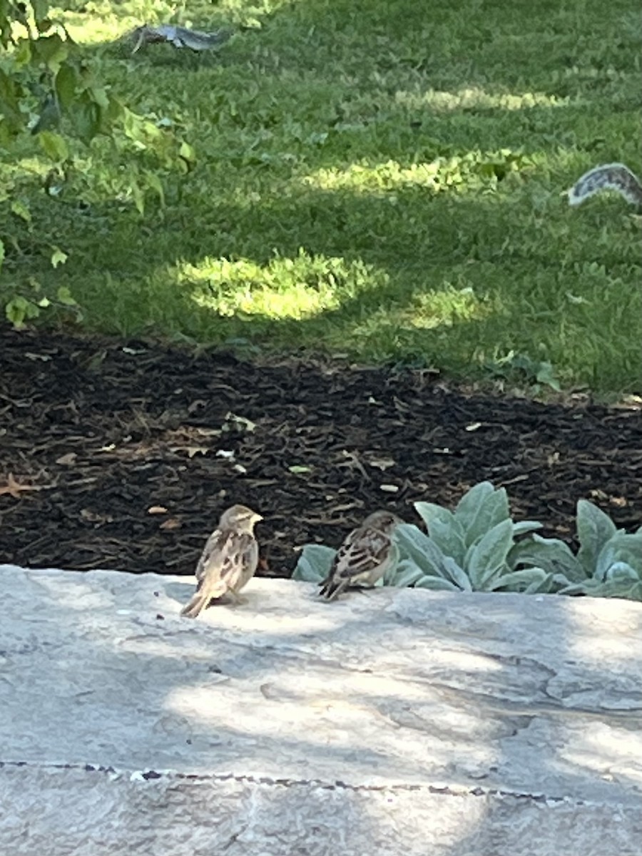 House Sparrow - ML642072663