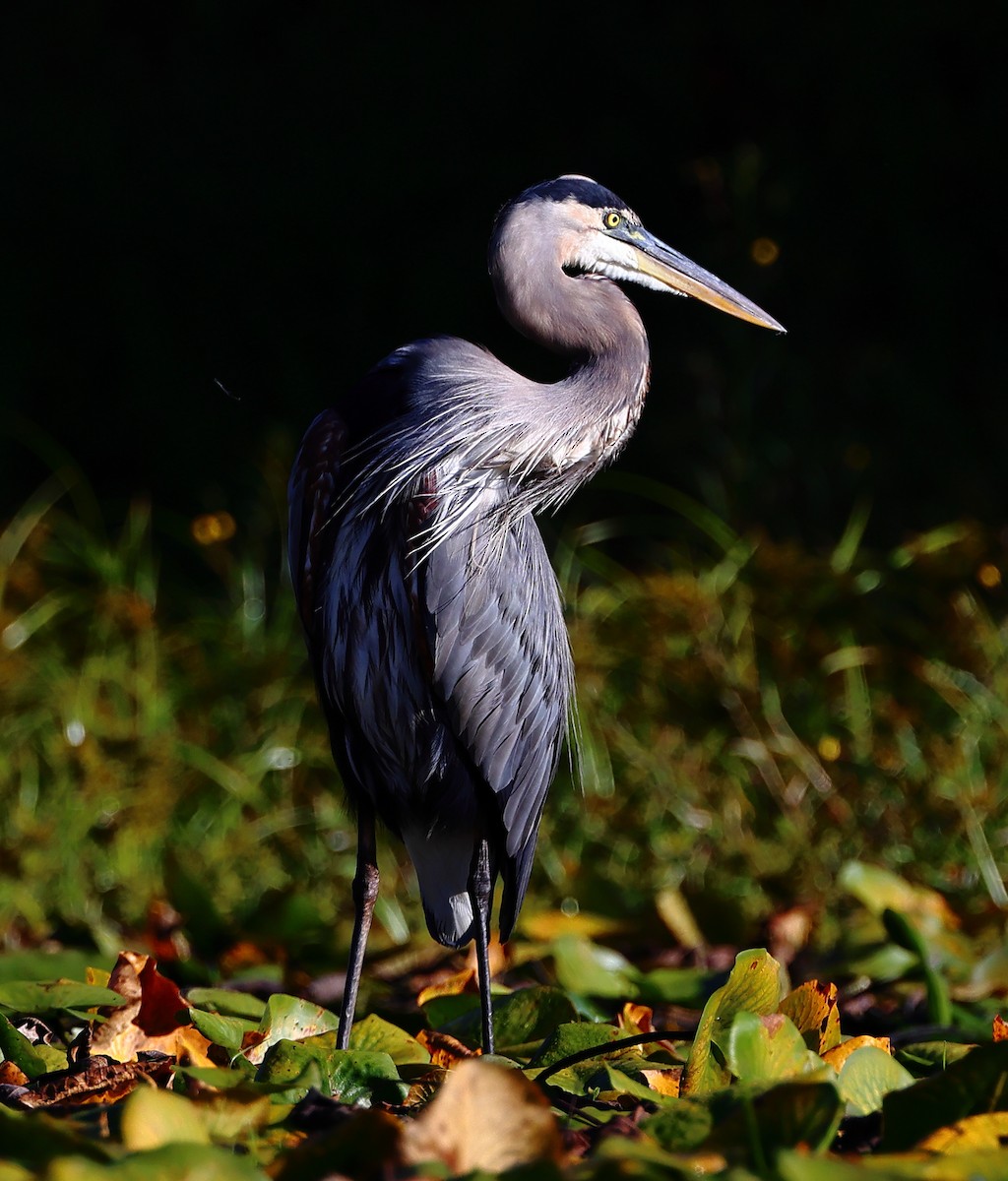 Great Blue Heron - ML642072665