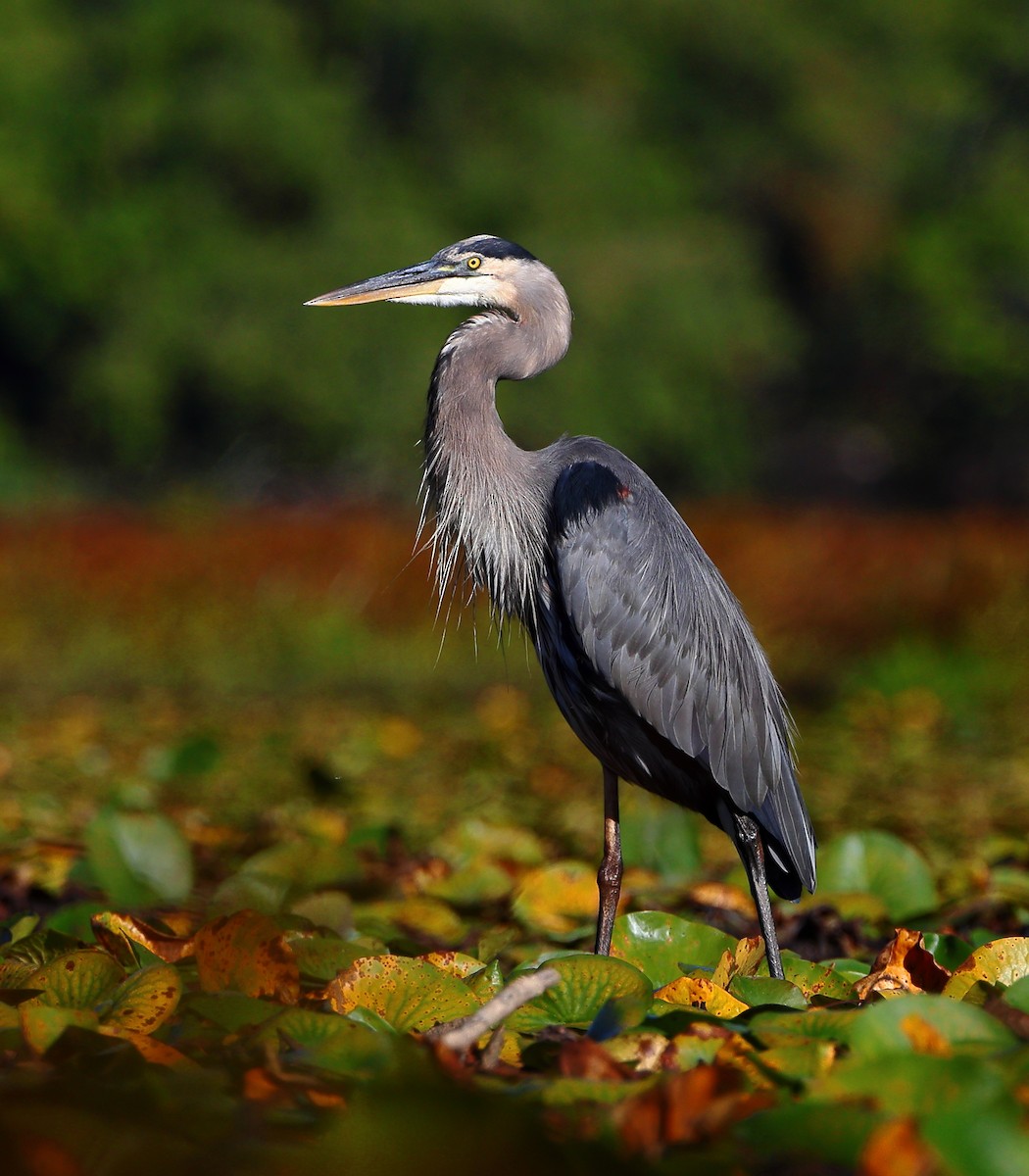 Great Blue Heron - ML642072666