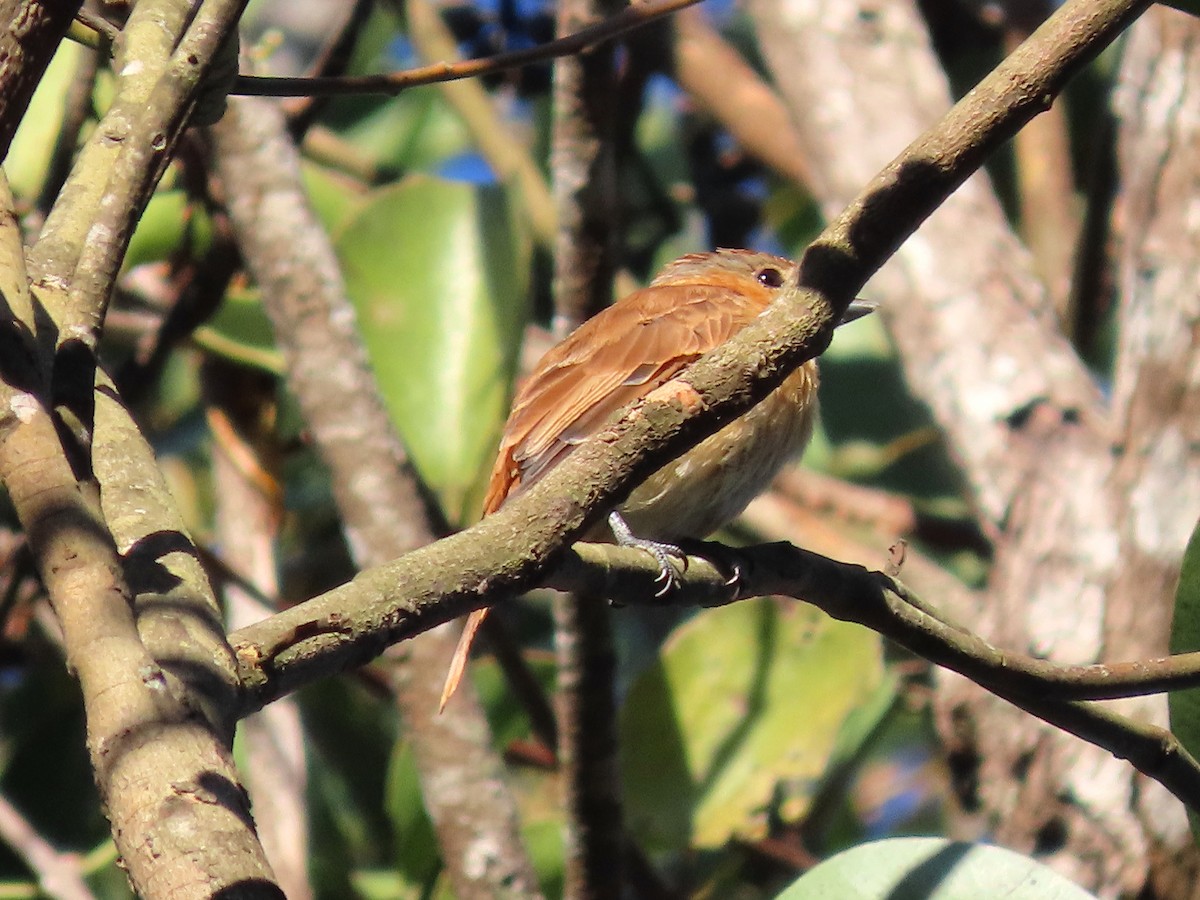 Chestnut-crowned Becard - ML642072667