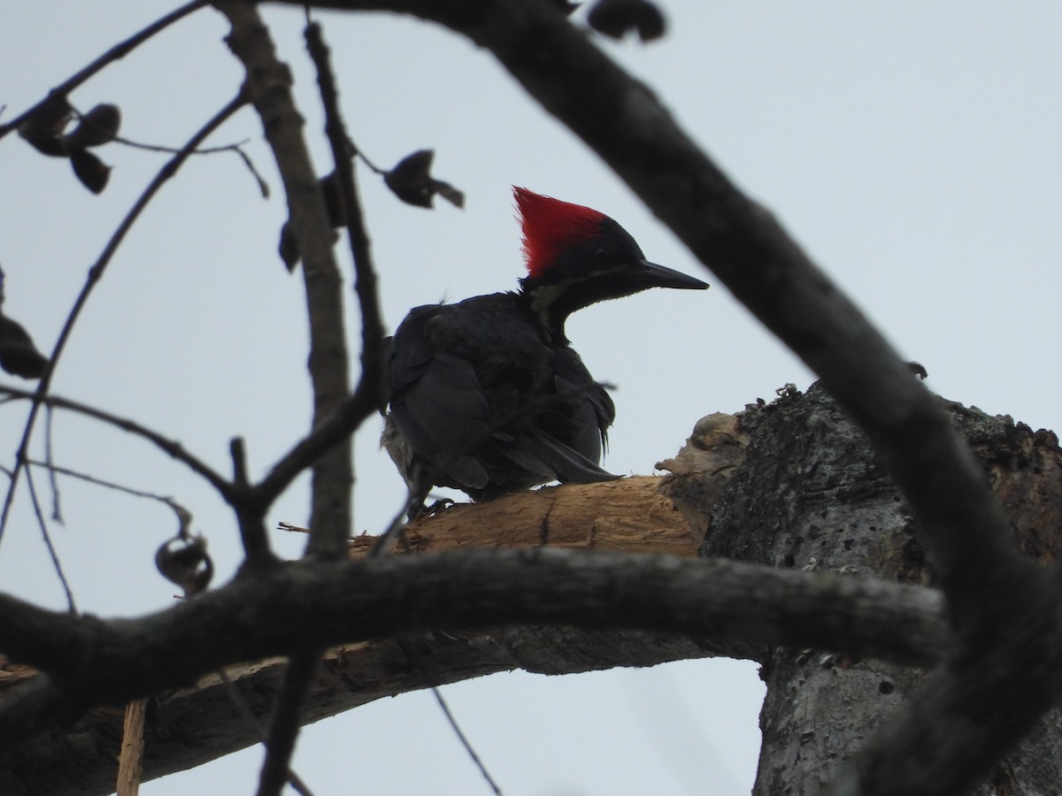 Lineated Woodpecker - ML642072668