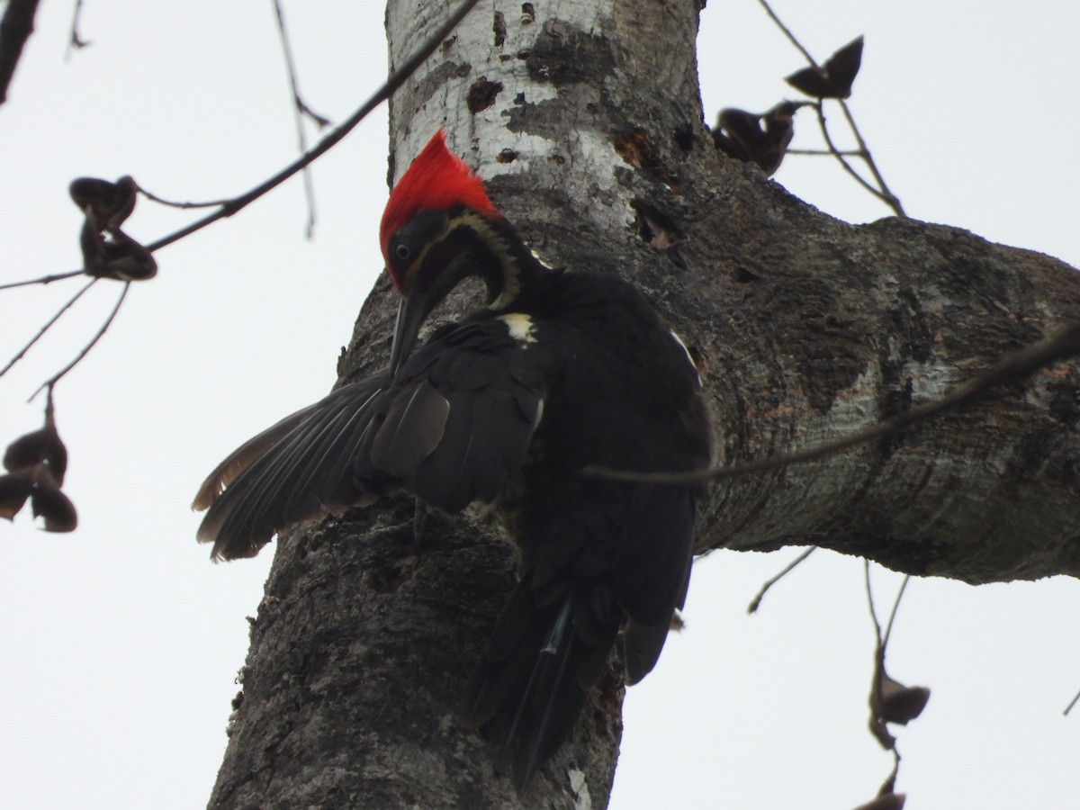 Lineated Woodpecker - ML642072669