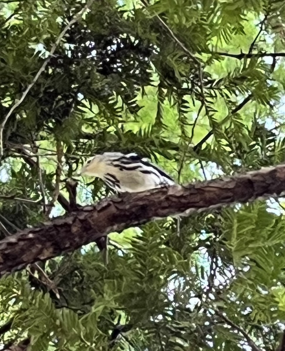 Black-and-white Warbler - ML642072670