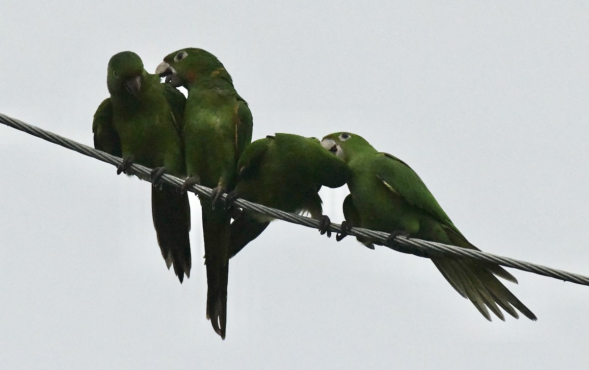 White-eyed Parakeet - ML642072671