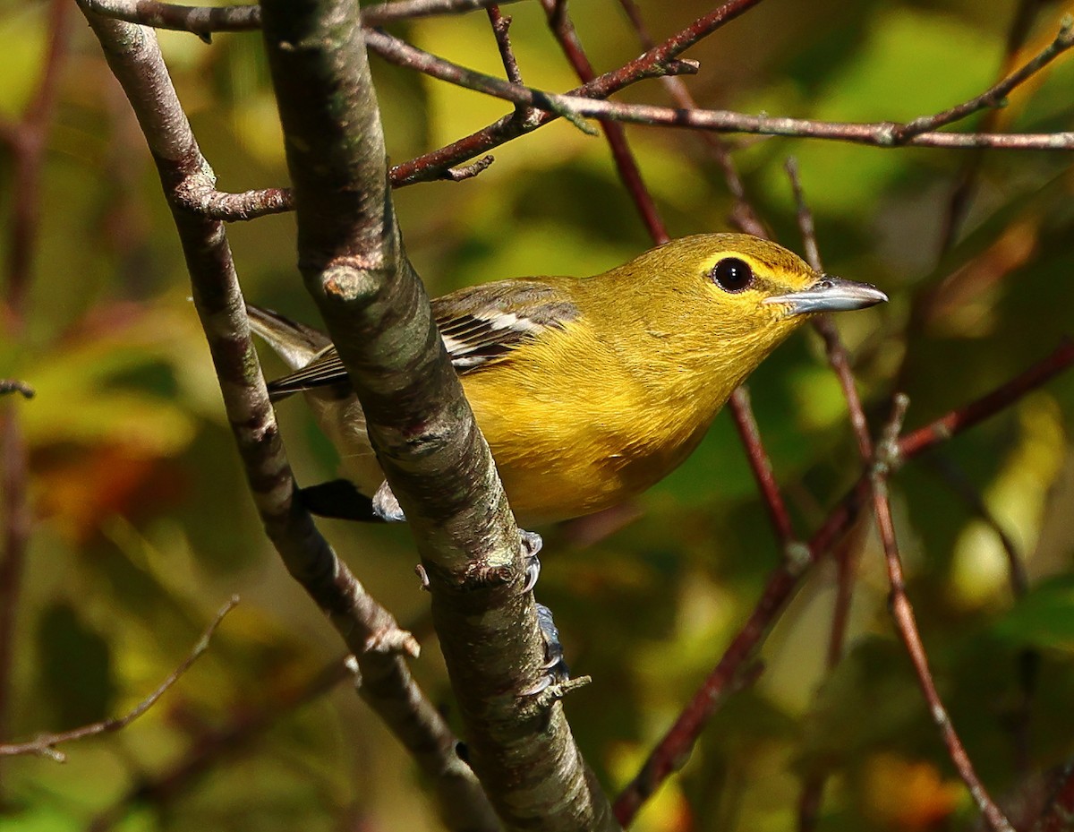 Sarı Gerdanlı Vireo - ML642072682